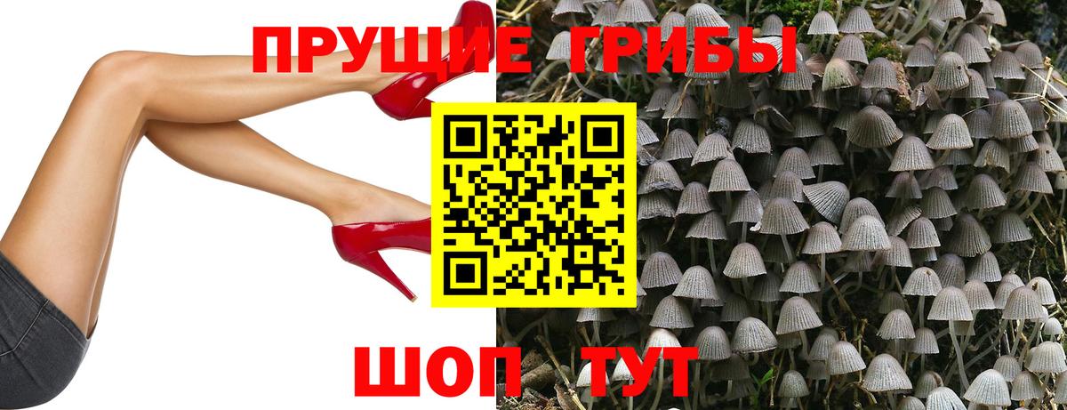 Псилоцибиновые грибы Cubensis Можайск